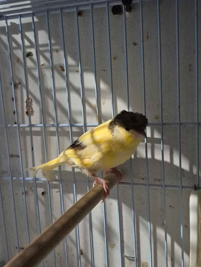 Male canary $100 in Birds for Rehoming in London - Image 4