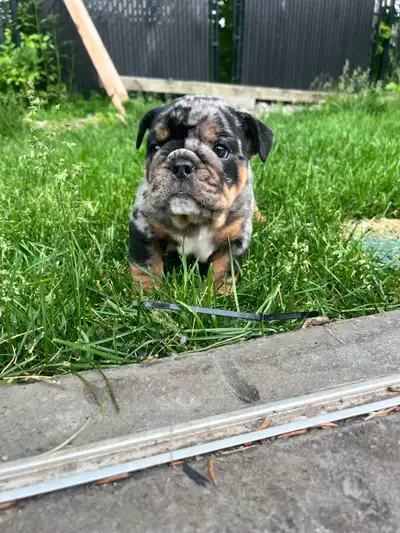 Petits chiots prêt à partir mi juin Vacciné Vermifugé Micropuce Garantie de 1 an maladie congénitale...