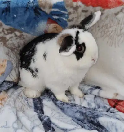This little fellow has beautiful, unique markings across his ears! Combining white, black, grey and...