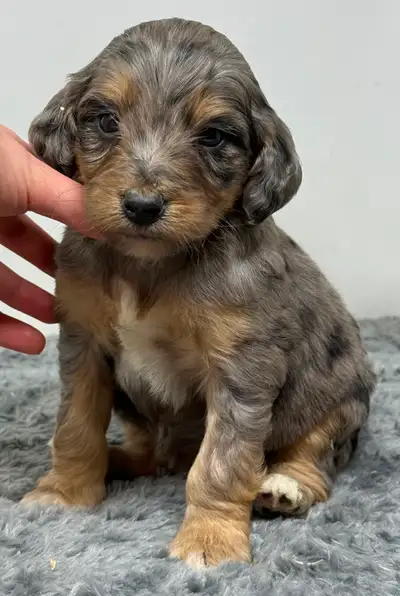 Visit our website for available puppies, more pictures and our puppy application www.tiptopdoodles.c...