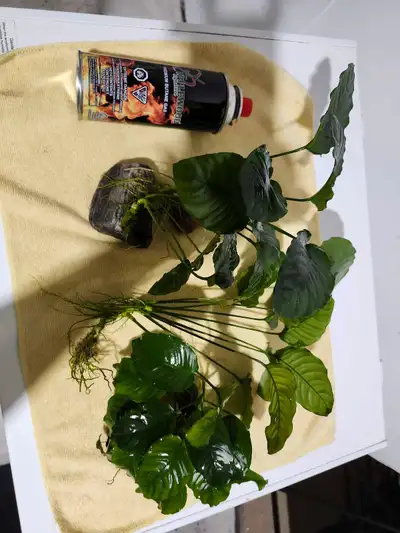 Anubias barteri 30$ for everything