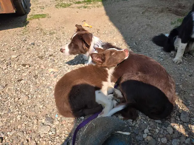 Chiot Border Collie CBCA / CBCA Border Collie Puppy in Dogs & Puppies for Rehoming in Gatineau - Image 4