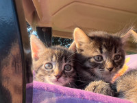 Chatons mâles et femelle adorables qui vous attend