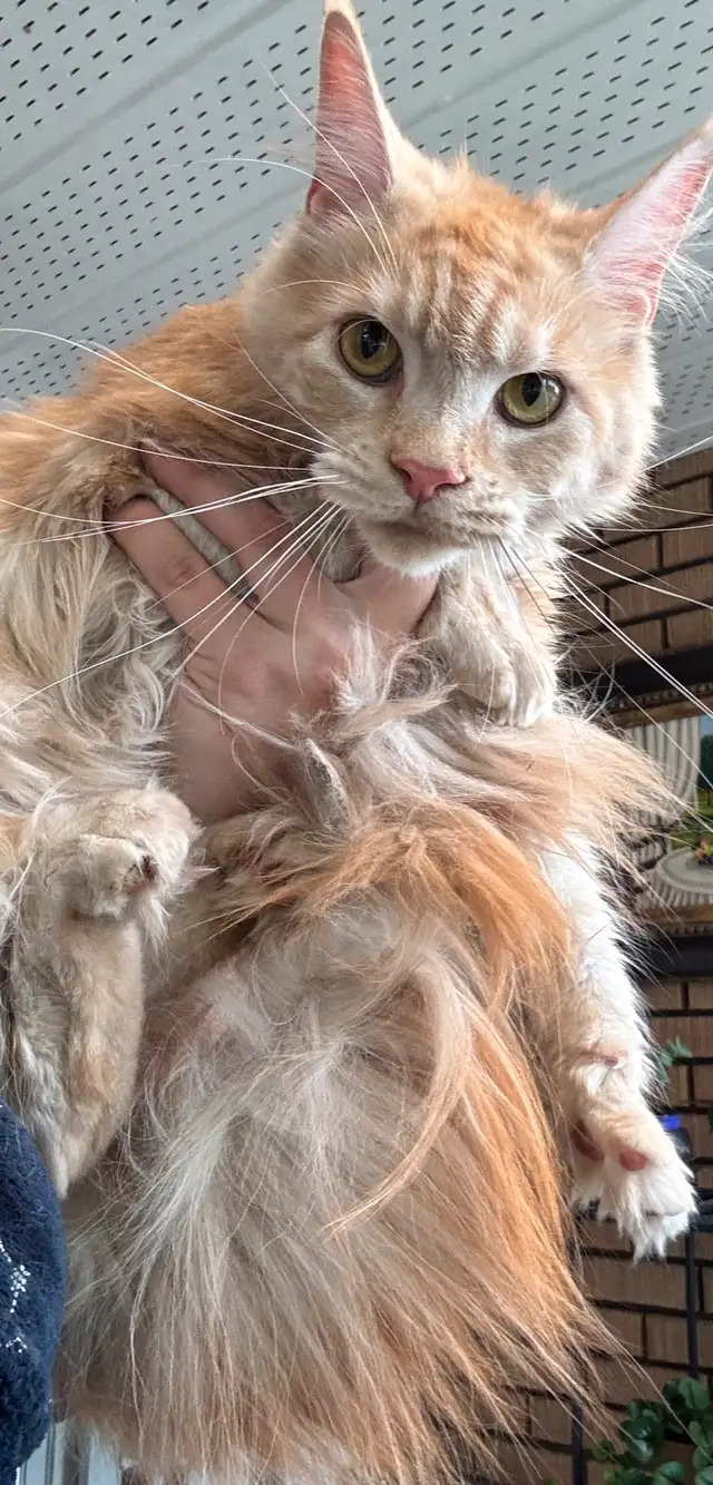 Maine Coon in Cats & Kittens for Rehoming in Saint-Hyacinthe - Image 4