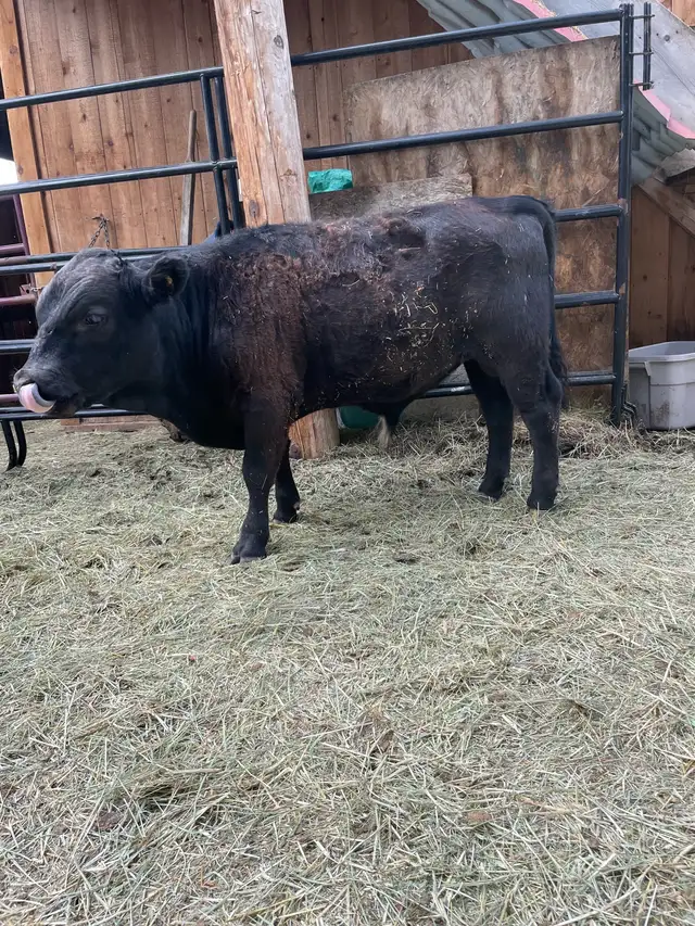 Dexter Bull Calf in Livestock in Cranbrook - Image 5