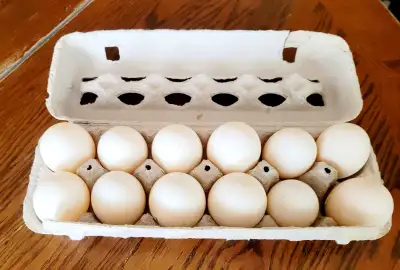 We have fertilized eggs from our flock of rouen ducks available. They are lovely farm companions and...