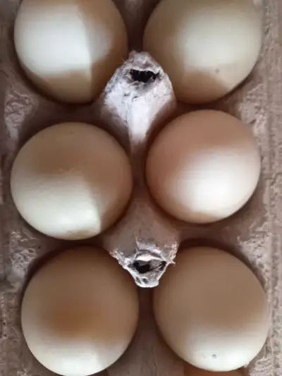 call duck hatching eggs, View more