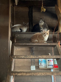 Barn Cats to a Good Home
