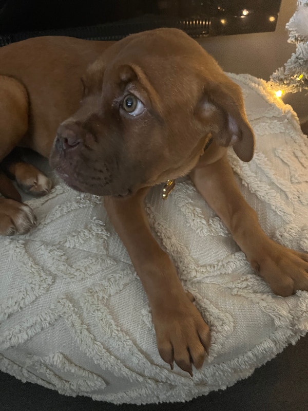 French Mastiff Puppy Dogs & Puppies for Rehoming Timmins Kijiji