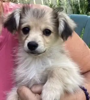 Maltese X Dachshund puppies, View more