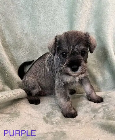PUREBREAD MINIATURE SCHNAUZER , View more