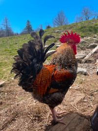 Beautiful barnyard mix roosters