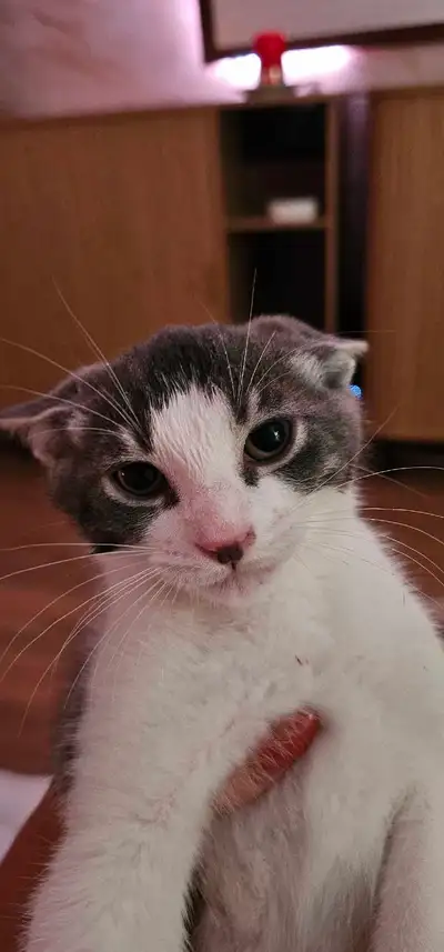 chaton pour adoption. , View more