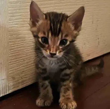PUREBRED BENGAL KITTENS (2 BOYS 2 GIRLS), View more