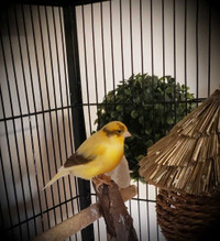 Beautiful Singer Canary