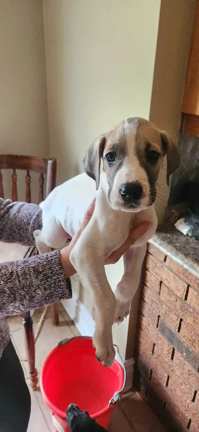 Great Dane puppies in Dogs & Puppies for Rehoming in Barrie - Image 7
