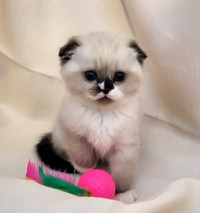 Gorgeous Scottish Doll Kittens    - Available  April 27