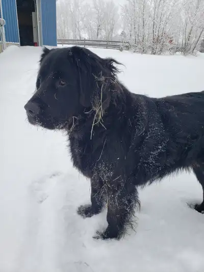 Newfoundland Cross Dog - 1 yr old male livestock guardian, View more