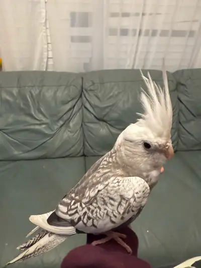 Very Tame and Young Pearl Cockatiel Available, View more