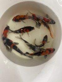 Japanese koi for sale