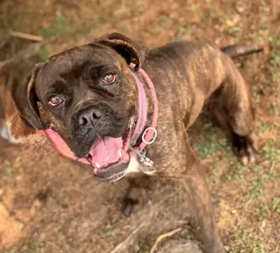 Cane Corso Mix, View more