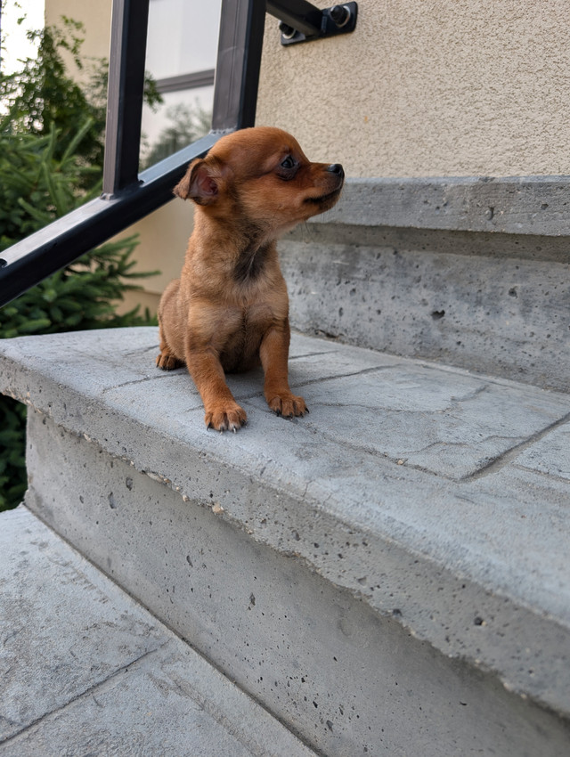 Pomeranian x miniature pinscher in Dogs & Puppies for Rehoming in Winnipeg - Image 3