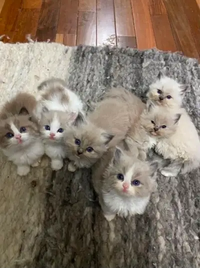 Ragdoll Kittens, View more