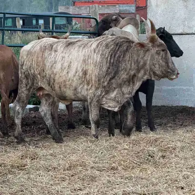 mature Brahma cows, View more