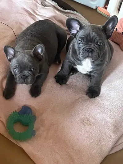 French bulldogs ready to go, View more