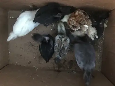 chicks for sale, View more