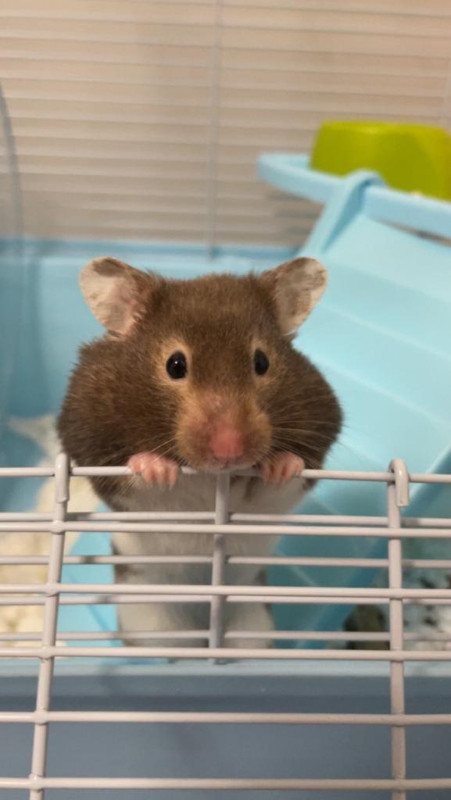 Gray Short-Hair Syrian Hamster for Sale in Small Animals for Rehoming in Markham / York Region - Image 2