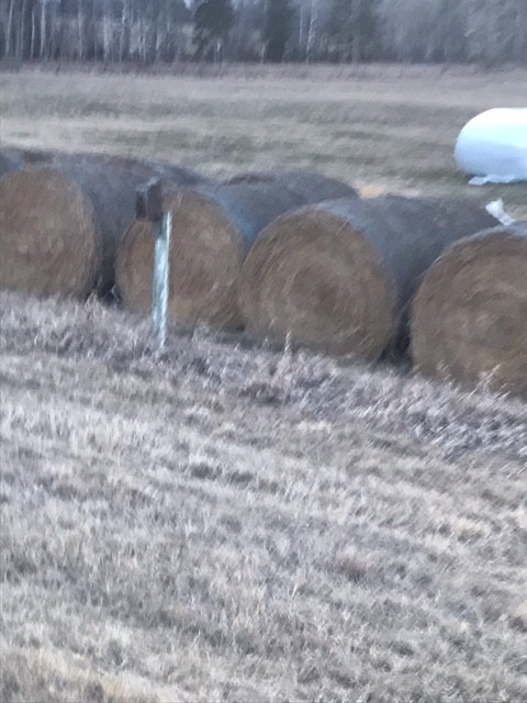 HAY FOR SALE in Equestrian & Livestock Accessories in Red Deer
