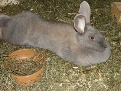 Cherche 2-3 bébés Géants des Flandres ou Conti (peut être croisées) ***Photos de mes anciens lapins...