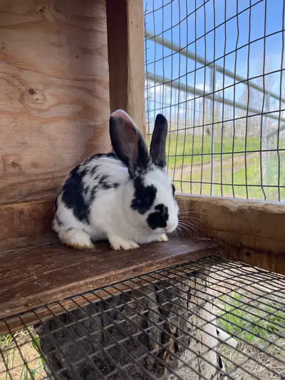 Rabbit does! , View more