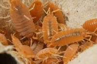 Porcellionides pruinosus 'Powder Orange' Isopods