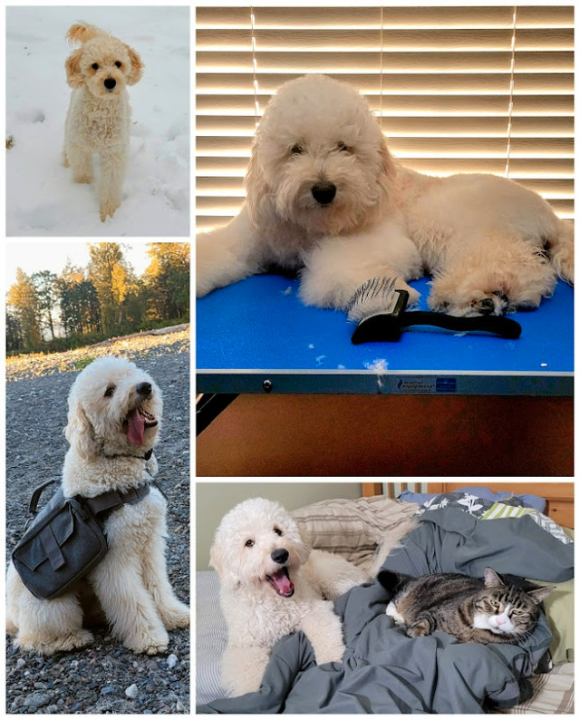 OFA and DNA HEALTH TESTED goldendoodle puppies coming soon! Dogs