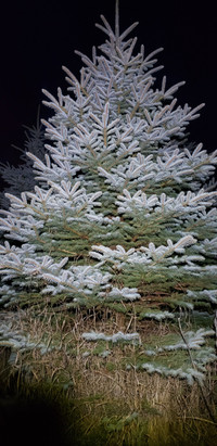 Blue Spruce Trees ~ Dig Your Own in Spring ~ $20/ft