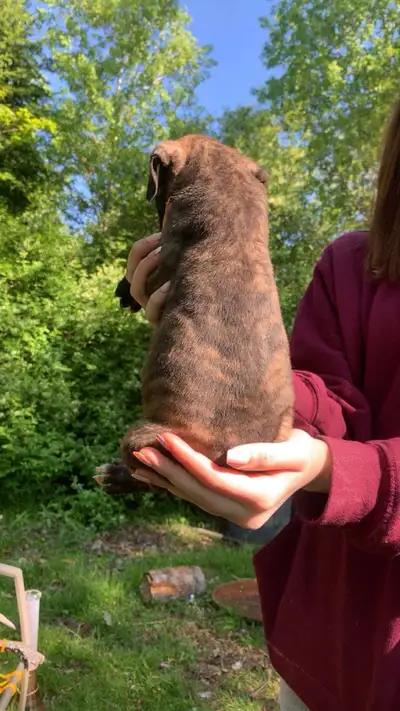 6 Cane corso mix puppies. Mom is 6 and weighs 80lbs, dad is 2 and weighs 120lbs. Both are extremely...