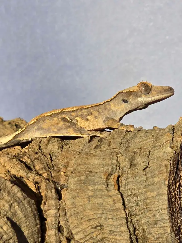 "Felix" Crested Gecko in Reptiles & Amphibians for Rehoming in Bedford - Image 9