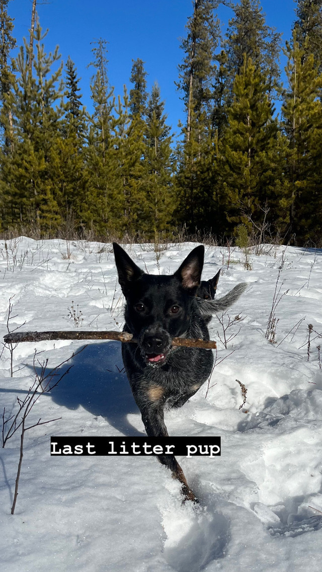 Australian Cattle Dog Heeler puppies in Dogs & Puppies for Rehoming in Edmonton - Image 3