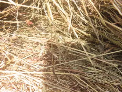 123 Bales of Hay 2024 Crop, Tame Grasses Timothy. **Neighbor Wil, View more