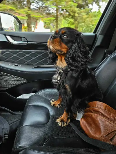 chiot cavalier king charles, View more