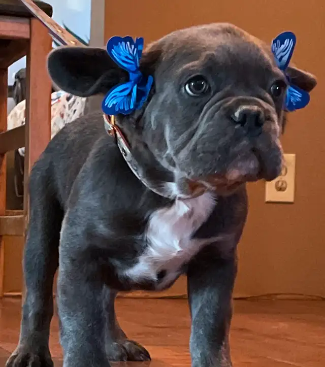French Bulldog Puppy Blue Fluffy in Dogs & Puppies for Rehoming in Edmonton - Image 10