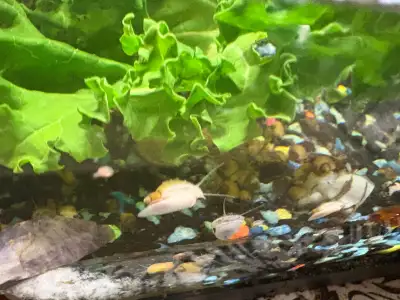 Beautiful golden baby MYSTERY SNAILS downtown Kelowna  3 for $10, View more