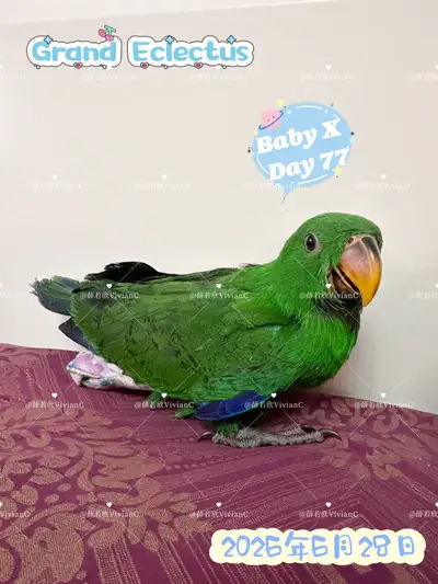Grand Eclectus Baby Male, View more
