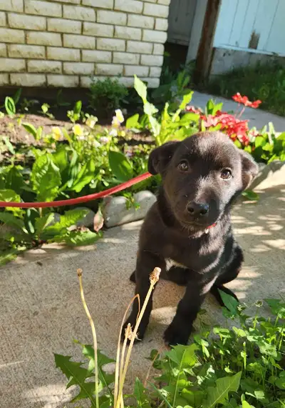 Lab Cross Puppies, View more