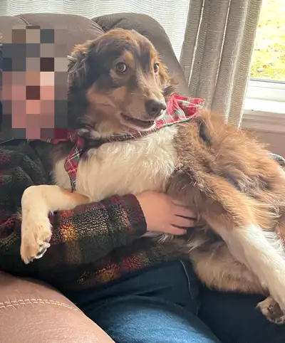 Age: 9 (10 in August) Neutered: Yes Location: Chatham This handsome boy is up to date on shots, neut...
