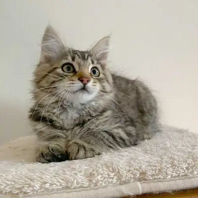 last hypoallergenic Siberian kitten, View more