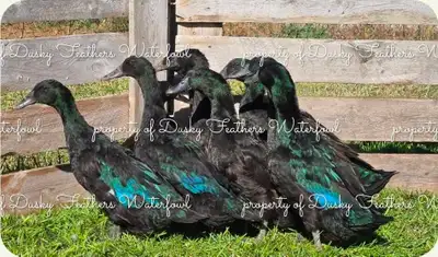 Cayuga Duck Hatching Eggs , View more