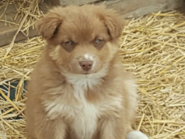Beautiful Australian Shepherd Puppies in Dogs & Puppies for Rehoming in Barrie - Image 2